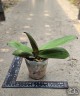 Phal. Miki Comet '3205' 2.5'' УЦЕНКА (мех. повр. лист.)