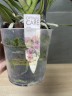 Monaco - Мультифлора; Садовник Opti-flor(2 цветоноса; Ø 12 см)