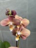Monaco - Мультифлора; Садовник Opti-flor(2 цветоноса; Ø 12 см)