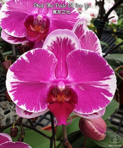 Phal. The Pride Of Ben Yu 2.5''