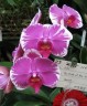 Phal. The Pride Of Ben Yu 2.5''