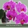 Phal. The Pride Of Ben Yu 2.5''