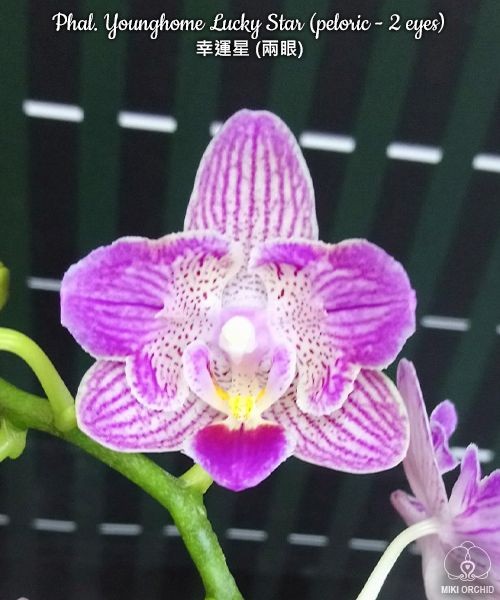 Phal. Younghome Lucky Star (peloric - 2 eyes) 2.5''