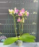 Phal. Miki Golden Sand 'Mouse' (peloric) 2.5''