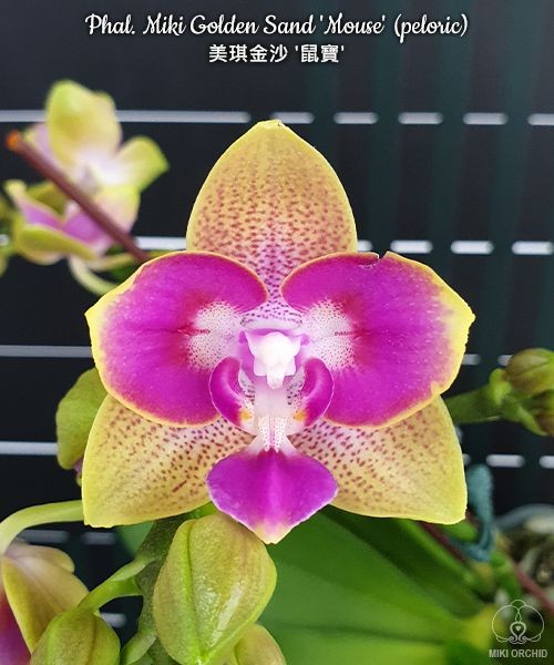 Phal. Miki Golden Sand 'Mouse' (peloric) 2.5''