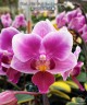 Phal. Miki Pink Fox (variegata) 2.5''