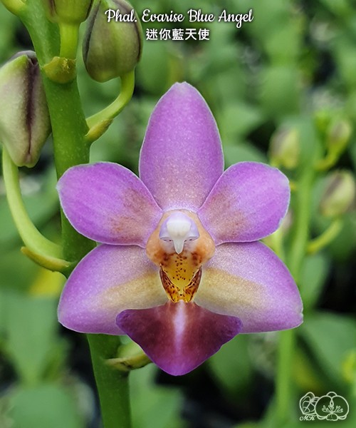 Phal. Evarise Blue Angel 2.5"