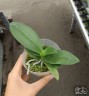 Phal. Evarise Blue Angel 2.5"