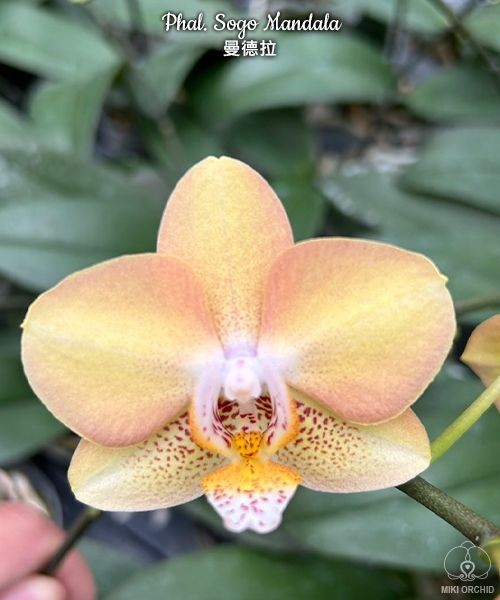 Phal. Sogo Mandala 2.5'' УЦЕНКА (без нижн. лист.)
