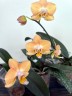 Phal. Sogo Mandala 2.5'' УЦЕНКА (без нижн. лист.)