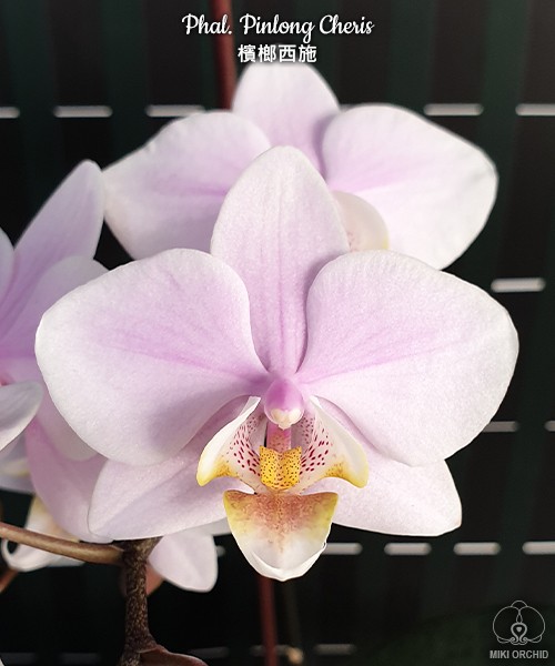 Phal. Pinlong Cheris 2.5" УЦЕНКА (нет нижн. лист.)
