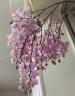 Phal. Pinlong Cheris 2.5" УЦЕНКА (нет нижн. лист.)