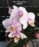 Phal. Pinlong Cheris 2.5" УЦЕНКА (нет нижн. лист.)