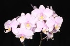 Phal. Pinlong Cheris 2.5" УЦЕНКА (нет нижн. лист.)