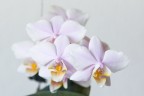 Phal. Pinlong Cheris 2.5" УЦЕНКА (нет нижн. лист.)