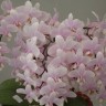 Phal. Pinlong Cheris 2.5" УЦЕНКА (нет нижн. лист.)