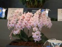 Phal. Pinlong Cheris 2.5" УЦЕНКА (нет нижн. лист.)