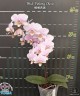 Phal. Pinlong Cheris 2.5" УЦЕНКА (нет нижн. лист.)