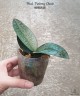 Phal. Pinlong Cheris 2.5" УЦЕНКА (нет нижн. лист.)