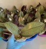 Phal. Pinlong Cheris 2.5" УЦЕНКА (нет нижн. лист.)