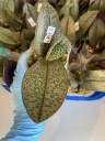 Phal. Pinlong Cheris 2.5" УЦЕНКА (нет нижн. лист.)