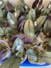 Phal. Pinlong Cheris 2.5" УЦЕНКА (нет нижн. лист.)