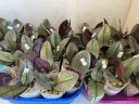 Phal. Pinlong Cheris 2.5" УЦЕНКА (нет нижн. лист.)