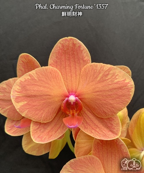 Phal. Charming Fortune '1357' 2.5'' УЦЕНКА (нет нижн. лист.)