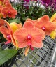 Phal. Charming Fortune '1357' 2.5'' УЦЕНКА (нет нижн. лист.)