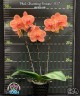 Phal. Charming Fortune '1357' 2.5'' УЦЕНКА (нет нижн. лист.)
