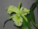 Rlc. Golf Green 'Hair Pig' 2.5" УЦЕНКА
