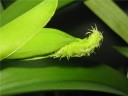 Rlc. Golf Green 'Hair Pig' 2.5" УЦЕНКА