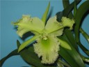 Rlc. Golf Green 'Hair Pig' 2.5" УЦЕНКА