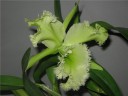 Rlc. Golf Green 'Hair Pig' 2.5" УЦЕНКА
