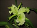 Rlc. Golf Green 'Hair Pig' 2.5" УЦЕНКА