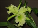 Rlc. Golf Green 'Hair Pig' 2.5" УЦЕНКА