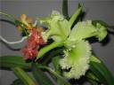 Rlc. Golf Green 'Hair Pig' 2.5" УЦЕНКА