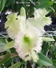 Rlc. Golf Green 'Hair Pig' 2.5" УЦЕНКА