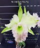 Rlc. Golf Green 'Hair Pig' 2.5" УЦЕНКА