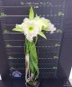 Rlc. Golf Green 'Hair Pig' 2.5" УЦЕНКА