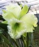 Rlc. Golf Green 'Hair Pig' 2.5" УЦЕНКА