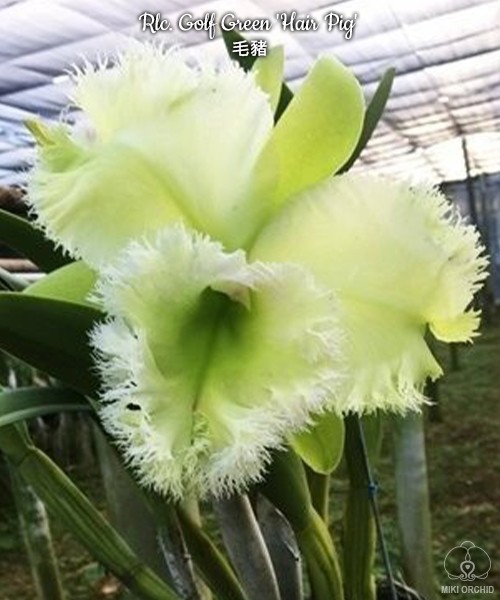 Rlc. Golf Green 'Hair Pig' 2.5" УЦЕНКА