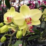 Phal. Fortune Saltzman 2.5''