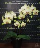 Phal. Fortune Saltzman 2.5''