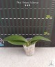 Phal. Fortune Saltzman 2.5''