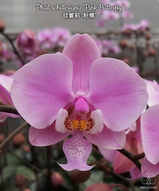 Phal. schilleriana 'Pink Butterfly' AM/AOS 2.5''
