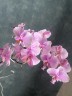 Phal. schilleriana 'Pink Butterfly' AM/AOS 2.5''