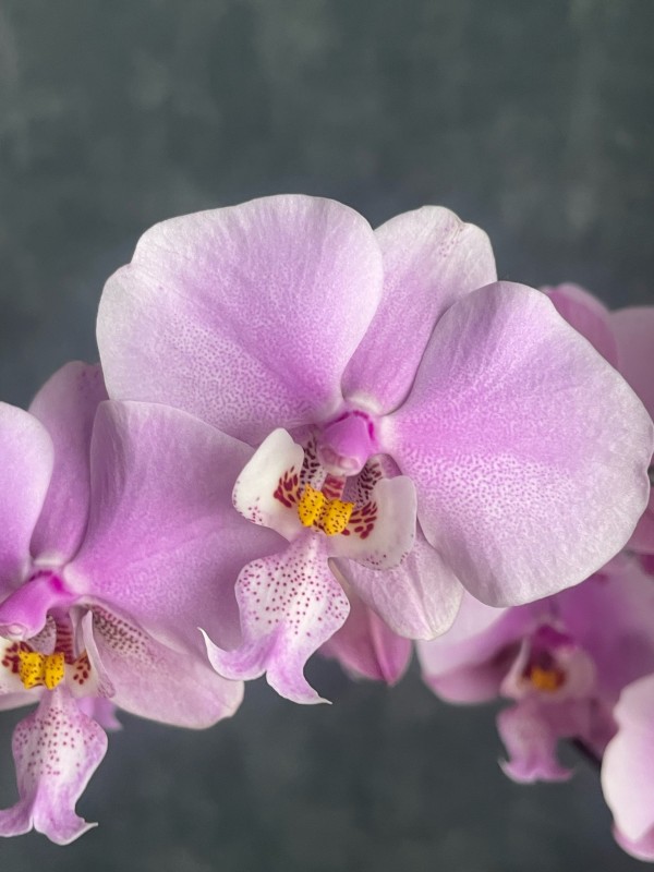 Phal. schilleriana 'Pink Butterfly' AM/AOS 2.5''