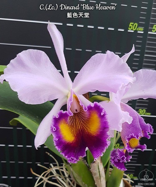 C.(Lc.) Dinard 'Blue Heaven' 2.5"