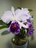C.(Lc.) Dinard 'Blue Heaven' 2.5"